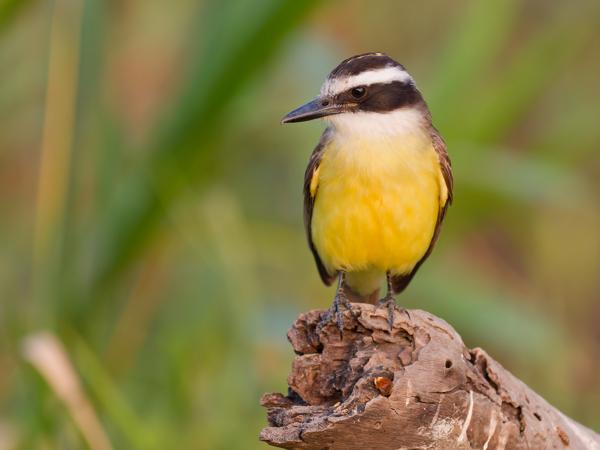 Grote kiskadie (Pitangus sulphuratus)